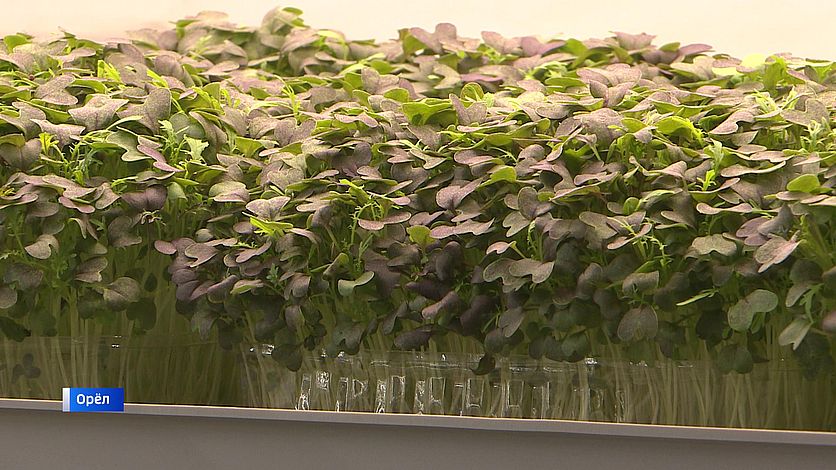 Микрозелень набирает популярность на Орловщине